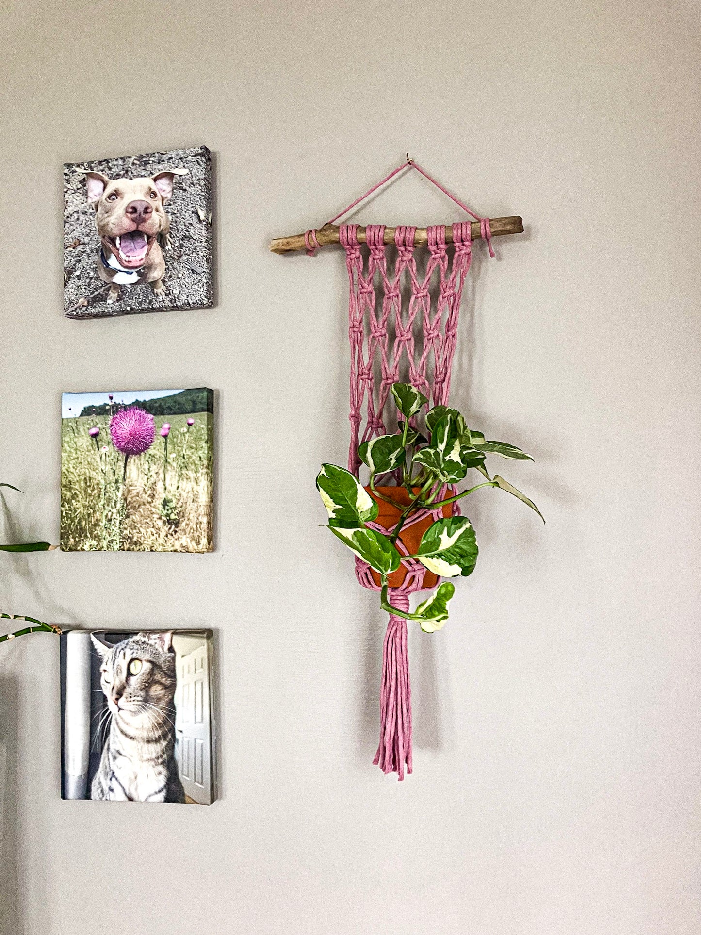 Macrame Plant Hanger for Wall
