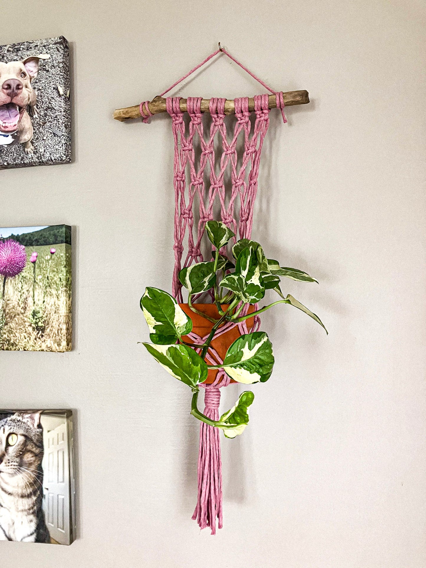 Macrame Plant Hanger for Wall