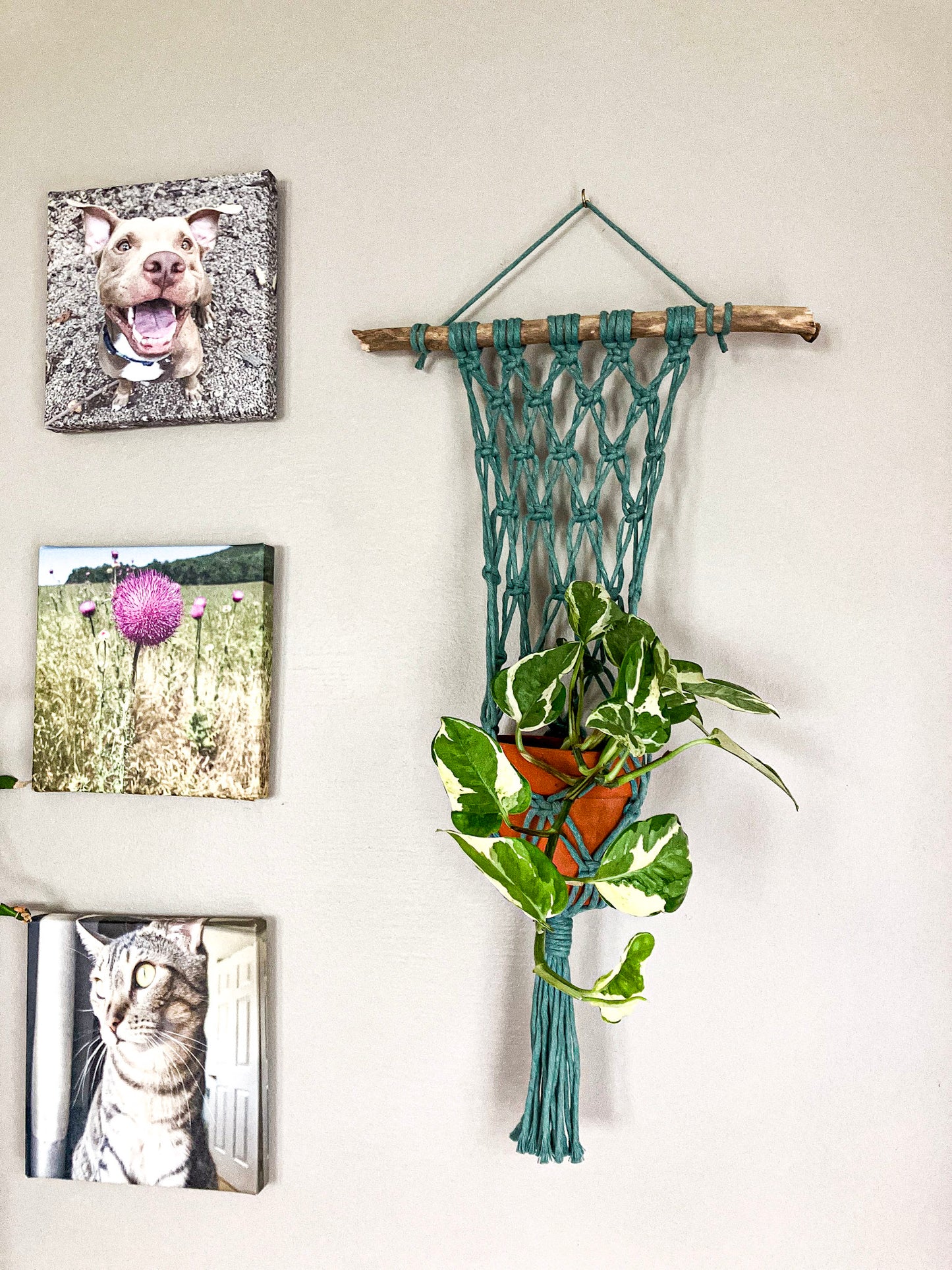Macrame Plant Hanger for Wall