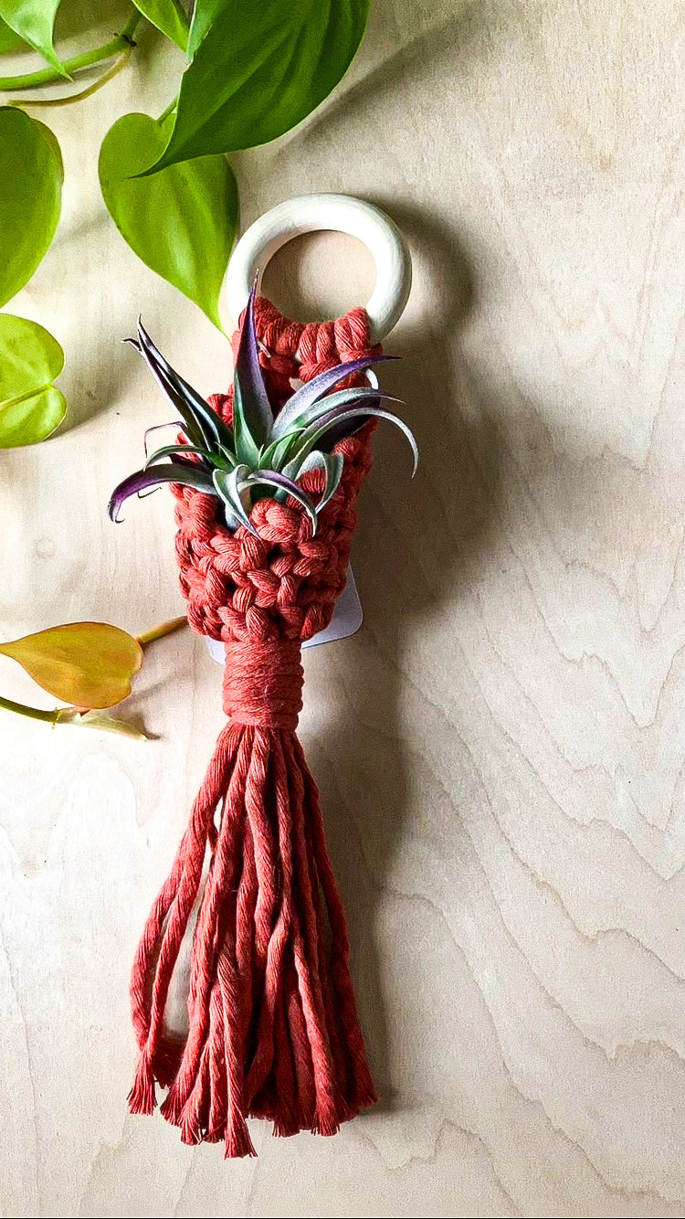 macrame air plant hanger Why Knot PA