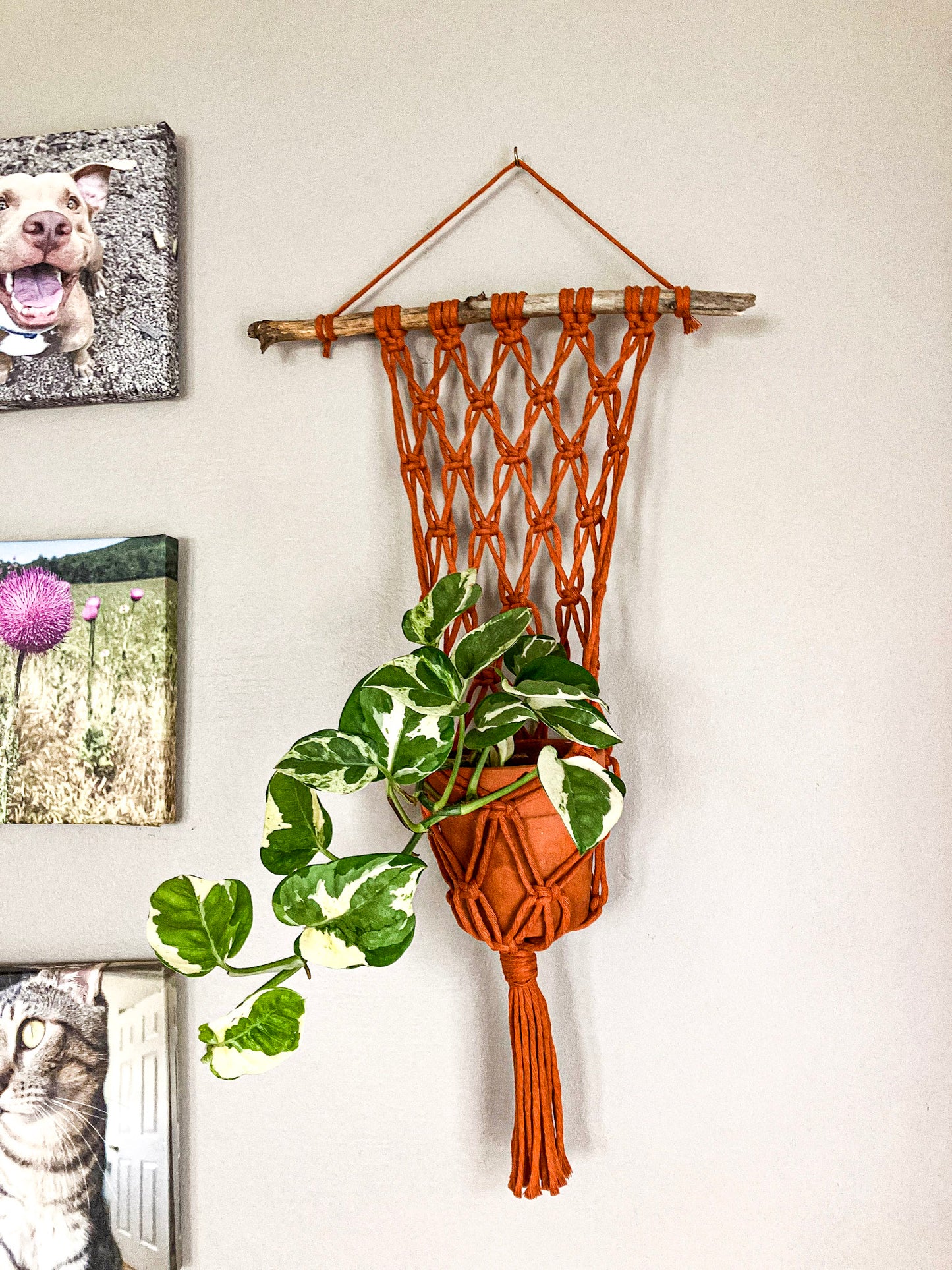 Macrame Plant Hanger for Wall