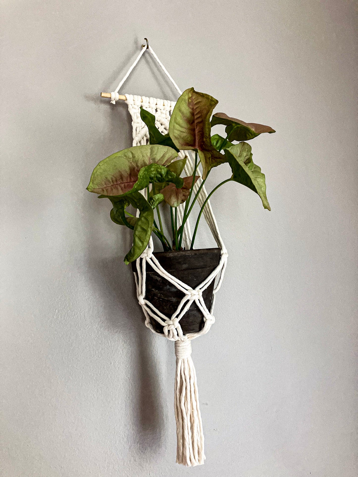 Blind Date Plant Hangers