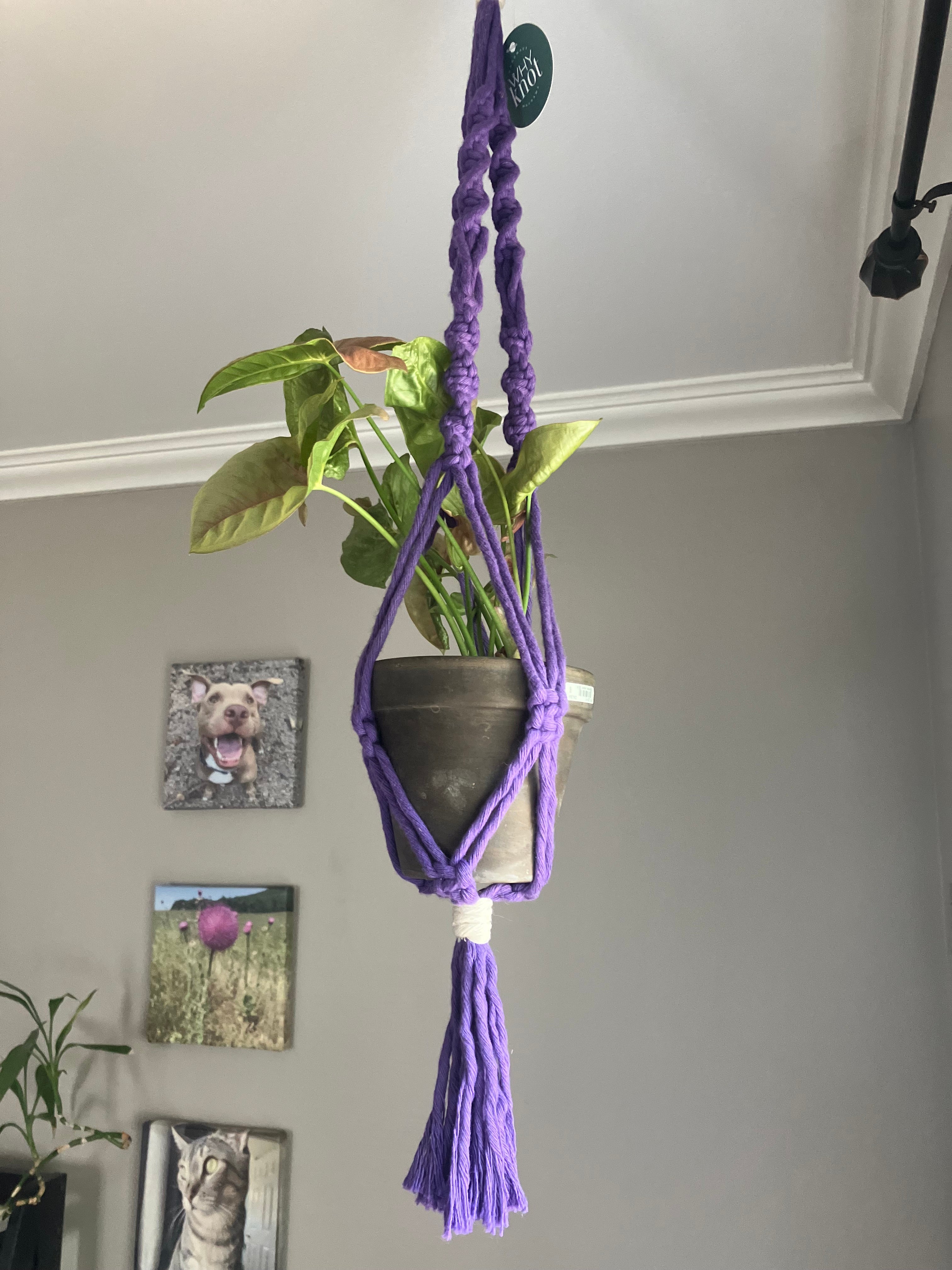 purple macrame plant hanger Why Knot PA - Long Macrame Plant Hanger