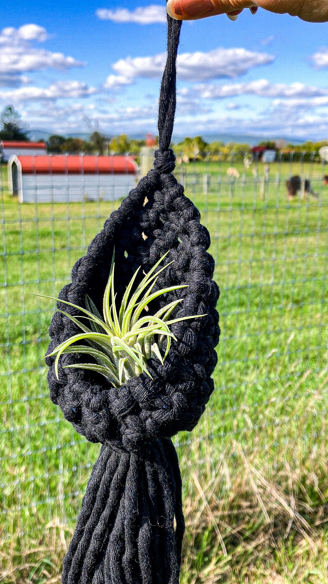 Air Plant Hanger Pod