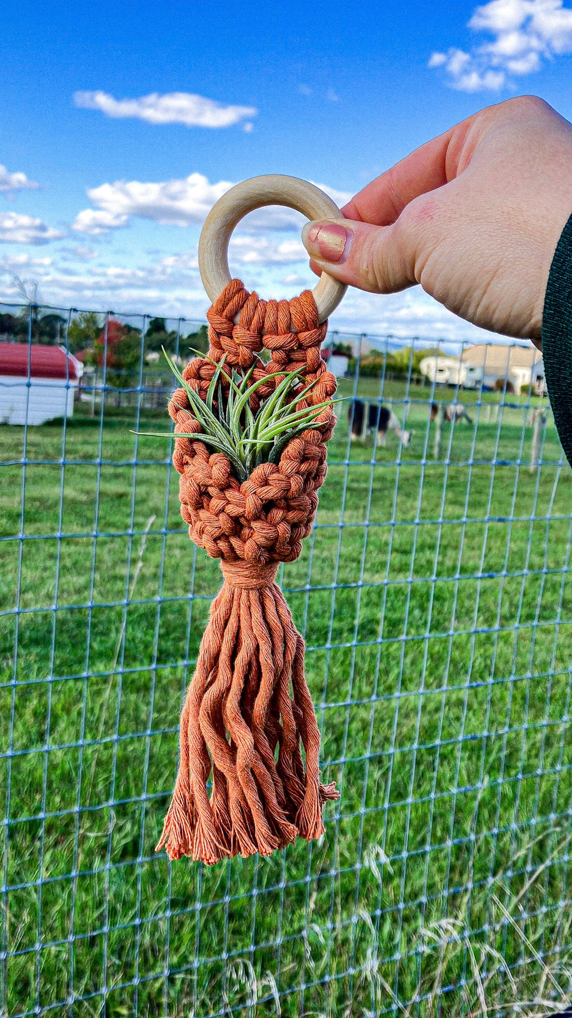 Air Plant Hanger Pod