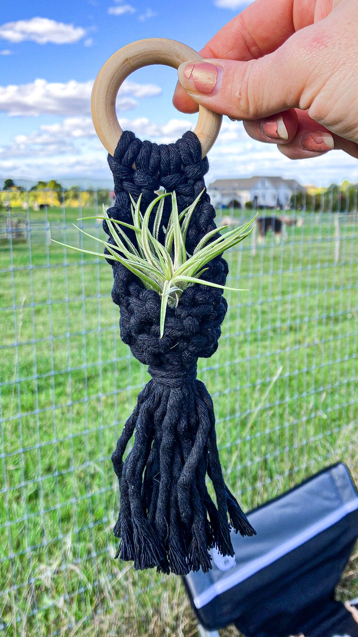 Air Plant Hanger Pod