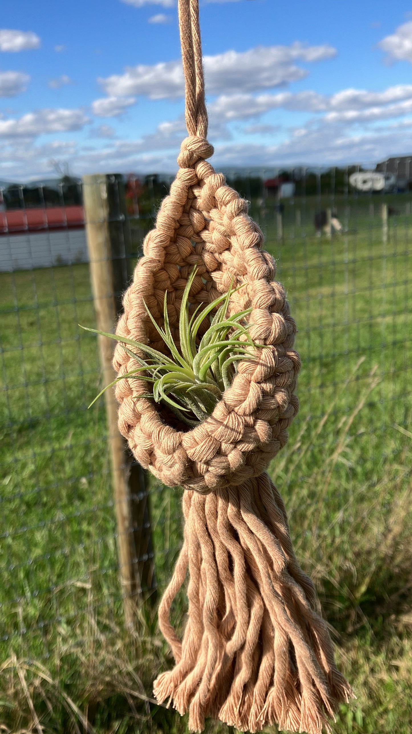 Air Plant Hanger Pod