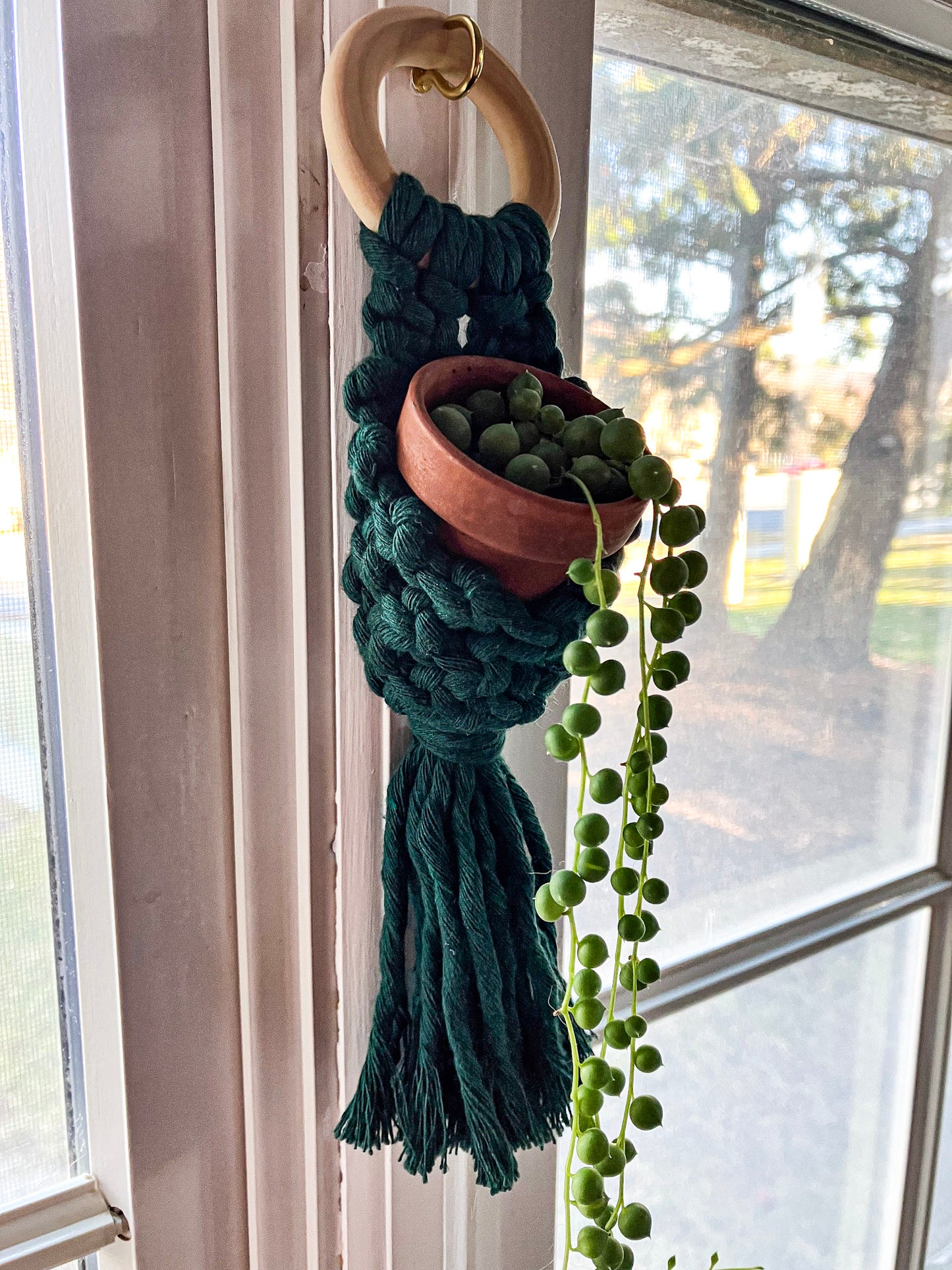 Air Plant Hanger Pod