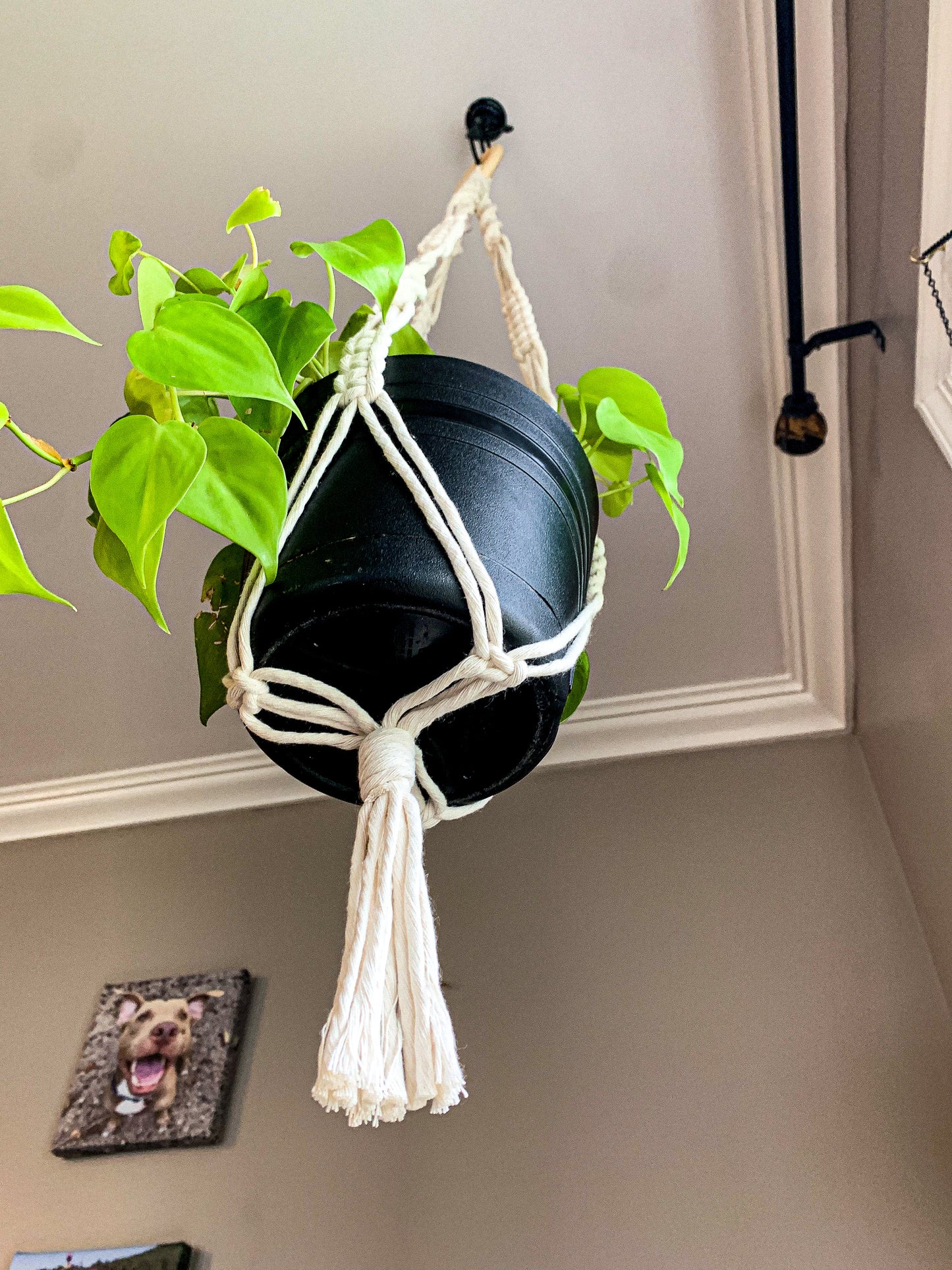 Macrame Plant Hanger - Shan