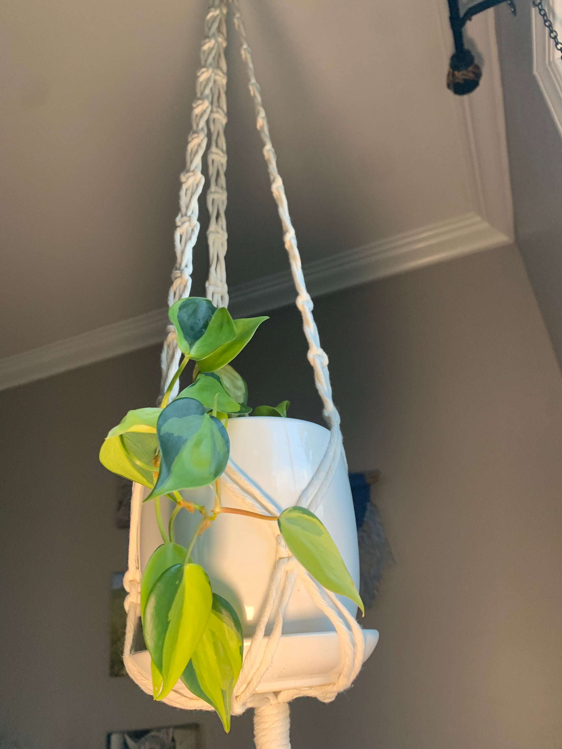 macrame plant hanger