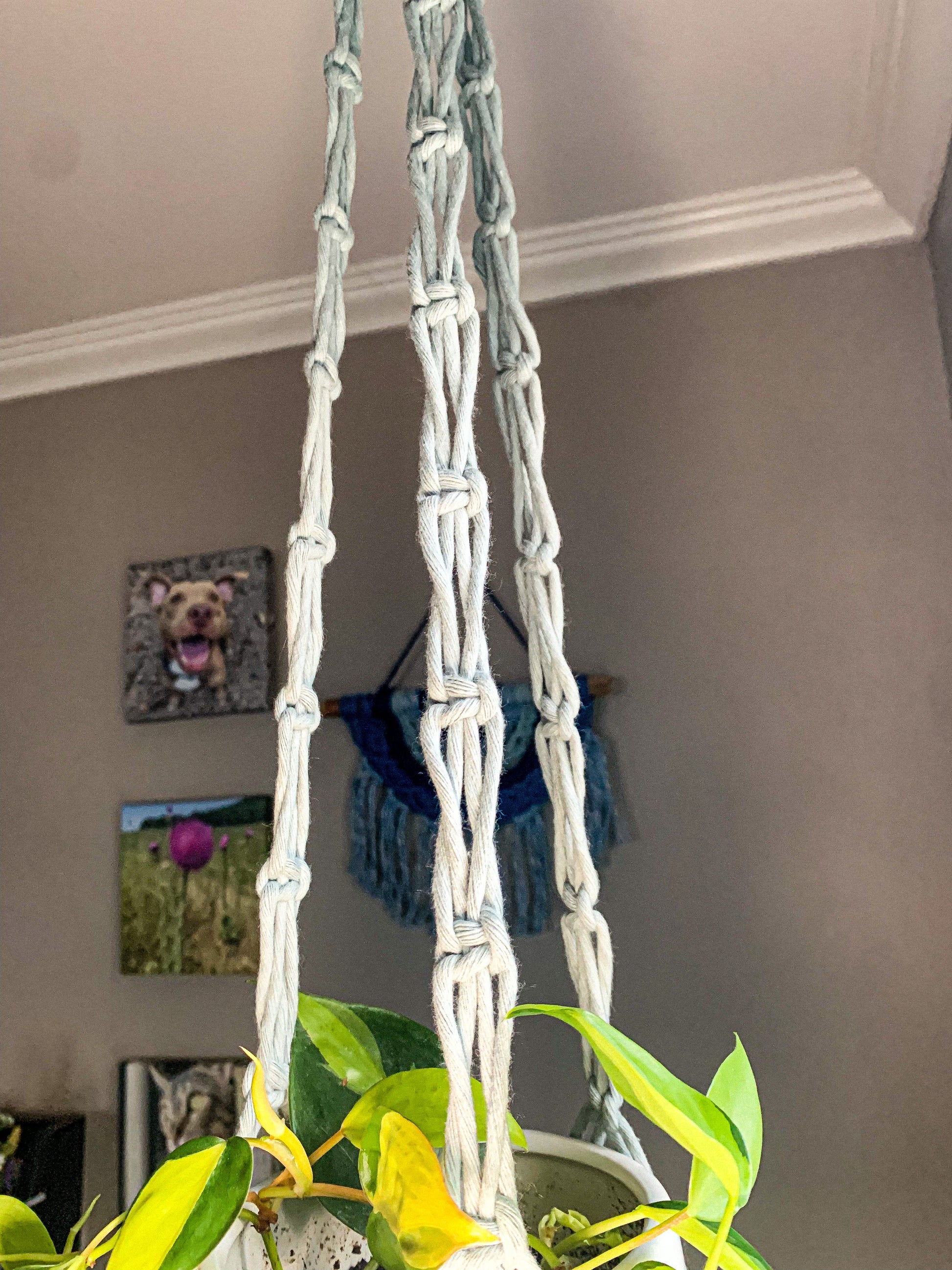 macrame plant hanger