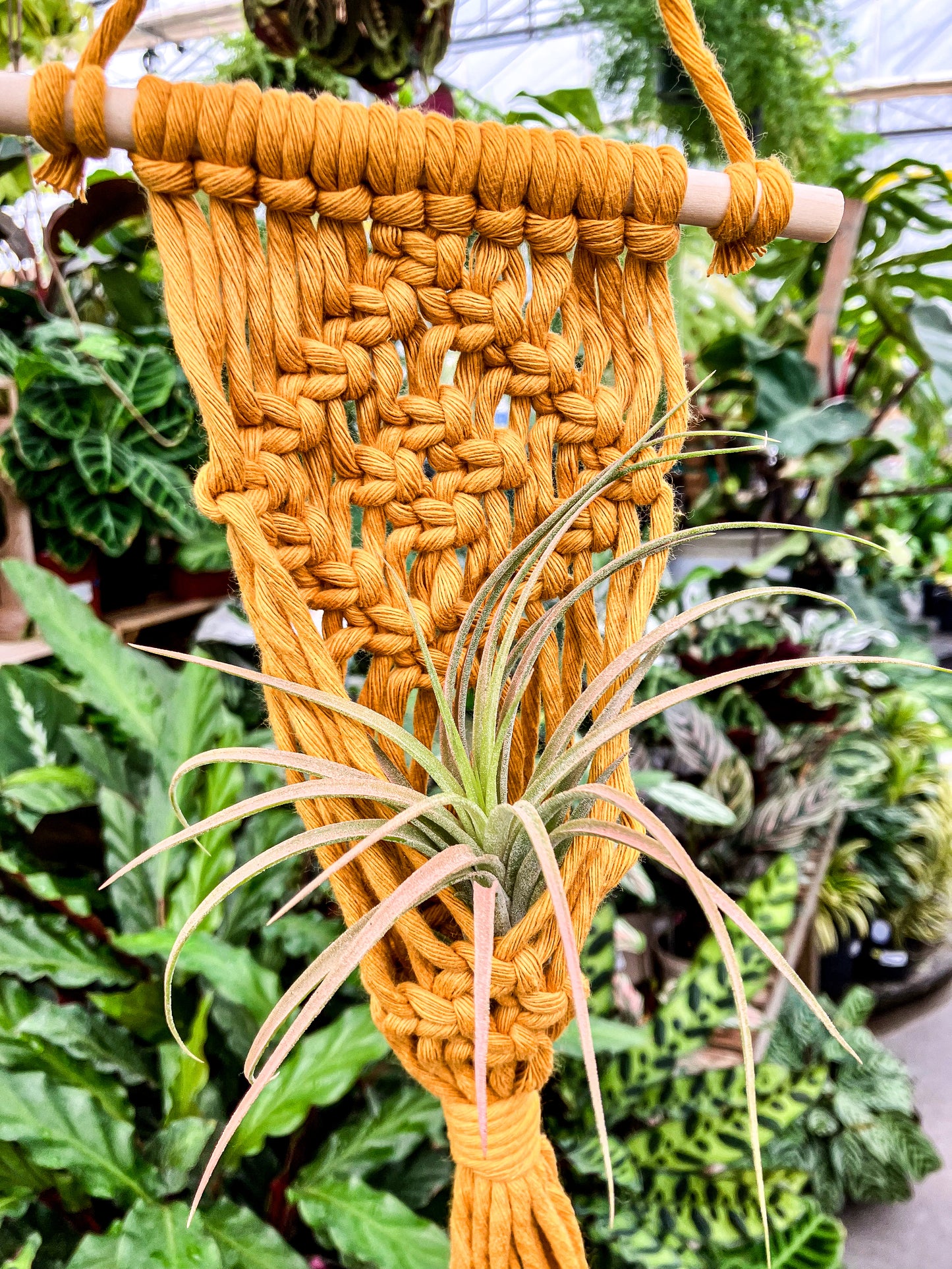 Macrame Air Plant Hanger