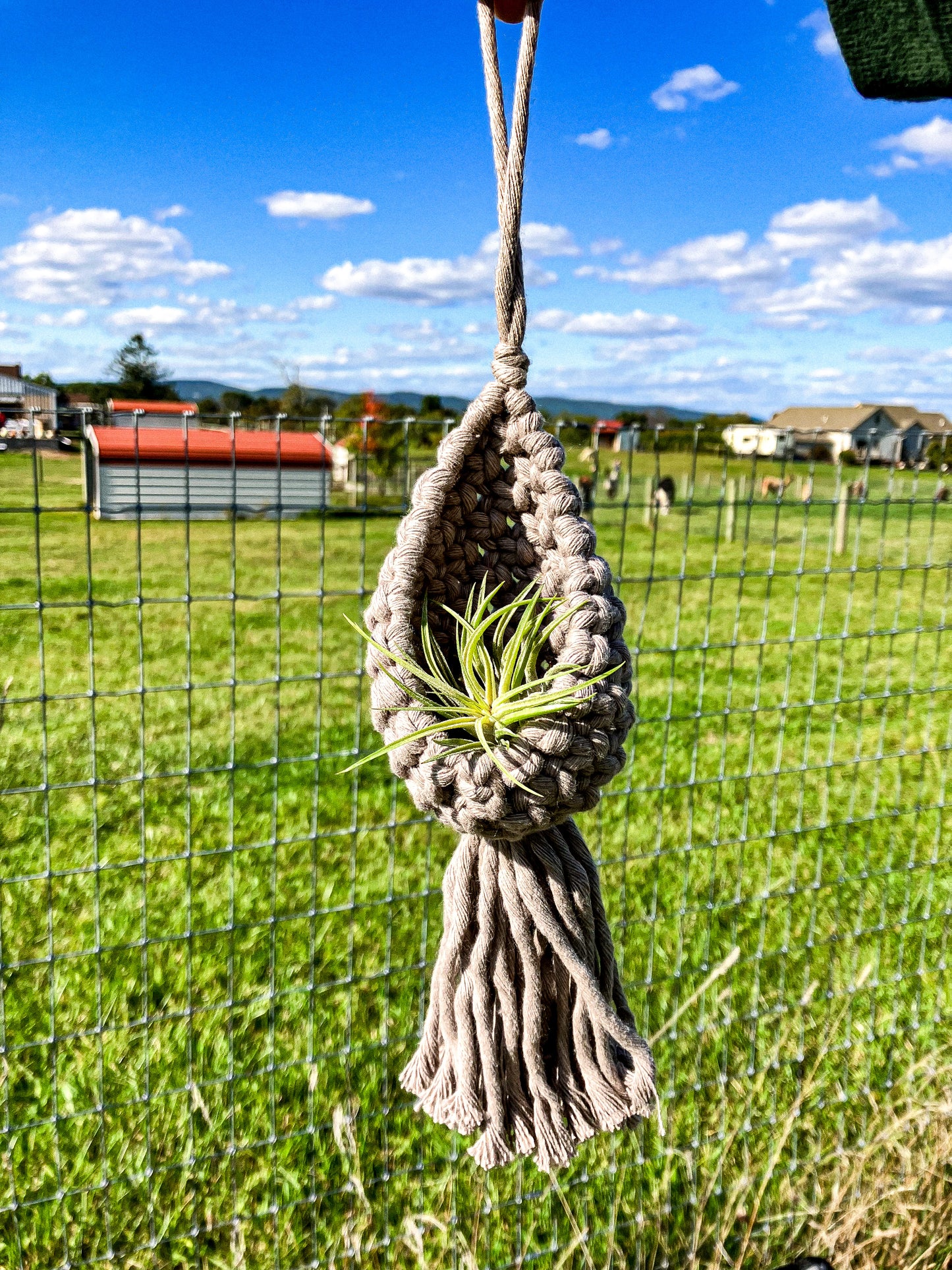 Air Plant Hanger Pod